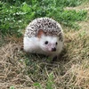 のんのん