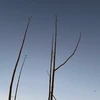 どすこいララバイ