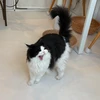 ニャンドレイニャンコスキー