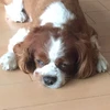 なちゃP