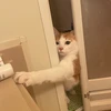 ぷりてぃねこ