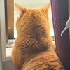 まみみ