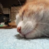 たのたのQQ社
