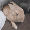 りん