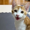 ひらおよぎ