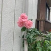 nananann5556