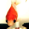 ふくだるま