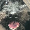 毒ベイビー