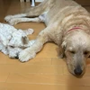 まちゃこ