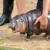 みどり
