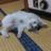リヴァー