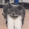 masashi