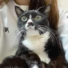 とられが