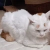 たむ