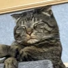 綸