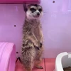 まなさん