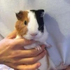 とし