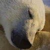 なめこ