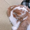 ゅ