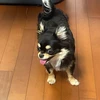 ただの犬好き