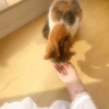 こまつな