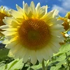どんぐり太郎