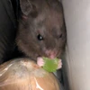 ふふさん
