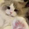 ふまち