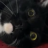 ヨッチャン