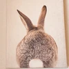 うさぎ