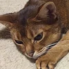 あおと