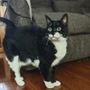 てぃんぽくん