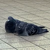 ちあき