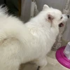 サモエドもふ夫