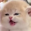 ぼにゃーる