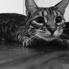 ぎにゃ