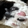 しばふみ
