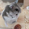 糖