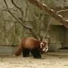 りゅ琉