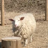 ひつじ