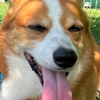 やまおかやうんめ