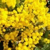 mimosa
