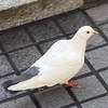 善衛