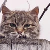 なずな
