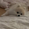あさ