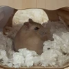 しゅんまる