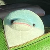 めっちゃ8歳