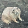 あんころおもち