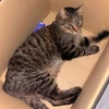 あんず