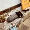 ヘジニャ